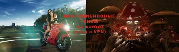 стаф Алзамай